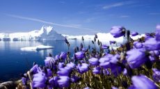 В Арктике установлен температурный рекорд — ООН