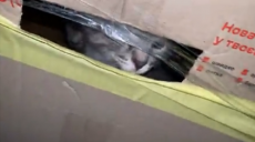 В Харькове котят выбросили умирать на морозе в коробке (видео)