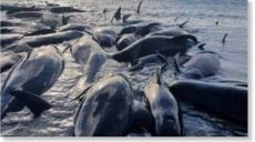 В Новой Зеландии на берег выбросились сразу 50 китов