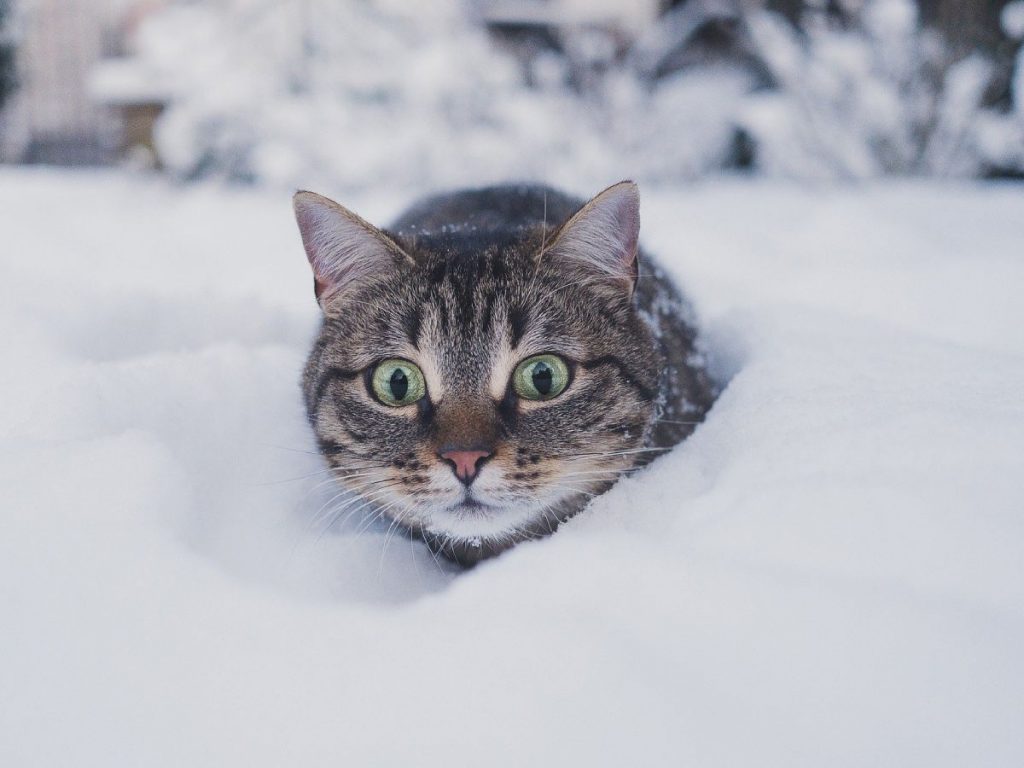 В пятницу в Харькове ожидается мокрый снег