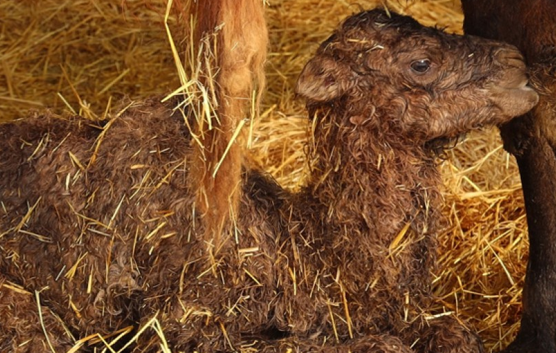 В Харьковском зоопарке родился верблюжонок (видео, фото)