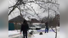 В Харькове двое собак хаски без намордников напали на котят — соцсети (видео)