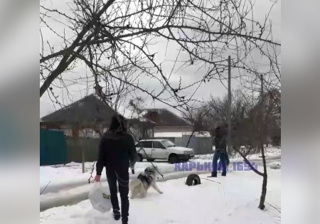 В Харькове двое собак хаски без намордников напали на котят — соцсети (видео)