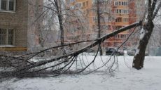 В Харькове из-за бури упало 150 веток и 17 деревьев, три из них — на контактную сеть