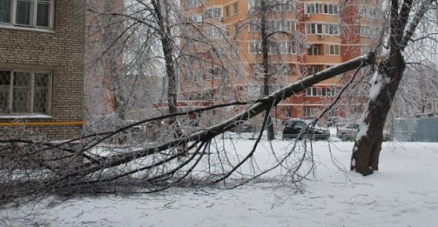 В Харькове из-за бури упало 150 веток и 17 деревьев, три из них — на контактную сеть