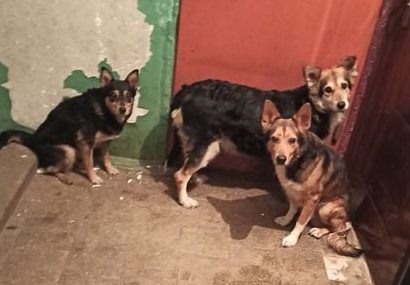 Гадили и скулили в подъезде: в Харькове безответственные хозяева выгнали трех собак из дома