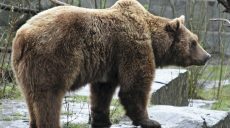 Медведи из Харьковского экопарка переселятся в Синевир, а львы – в Киев