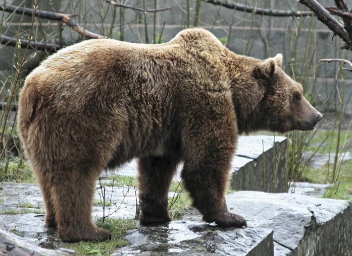 Медведи из Харьковского экопарка переселятся в Синевир, а львы – в Киев