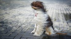 Сильний вітер і ожеледиця: жителів Харківщини попередили про небезпечну погоду