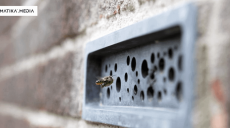 В Великобритании застройщиков обязали использовать специальный кирпич для пчел (фото)