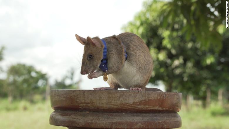 В Камбодже умерла известная на весь мир крыса-сапер (фото)