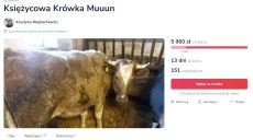 В Польше ЛГБТ-активисты спасли от неминуемой смерти корову