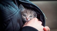 В Харькове прооперировали бездомного котенка