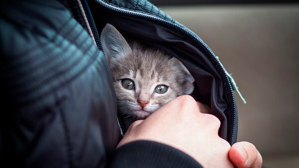 В Харькове прооперировали бездомного котенка