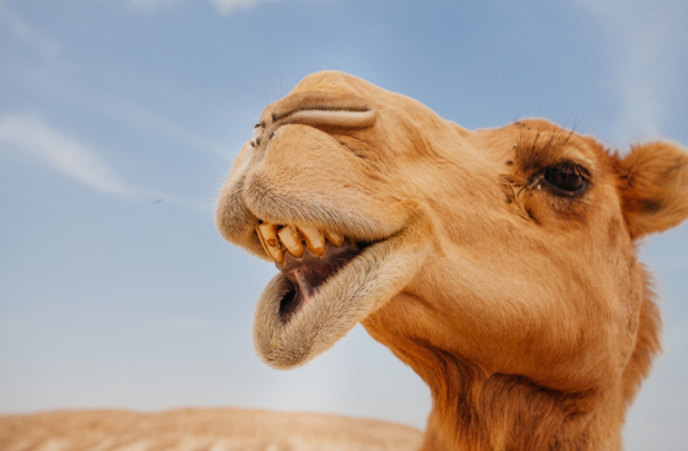 Первый в мире пятизвездочный отель для верблюдов построили в Саудовской Аравии (видео)