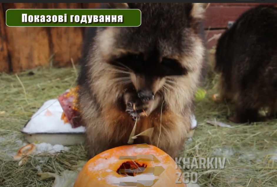 Харьковчан приглашают в зоопарк на показательные кормления животных (видео)