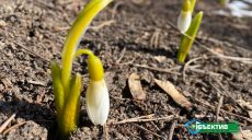 «Весна заигрывает»: синоптики сообщили прогноз погоды в Харькове на ближайшие дни