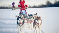 В Харькове пройдут соревнования ездовых собак