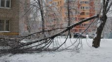 Штормовой ветер повалил в Харькове деревья