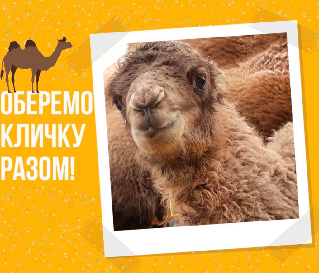 Назови верблюжонка! — Харьковский зоопарк объявил конкурс