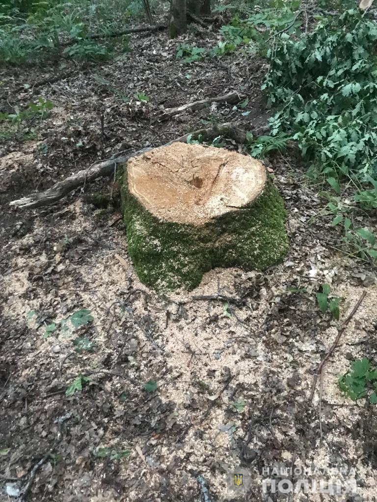 Пенек спиленного дерева на Харьковщине