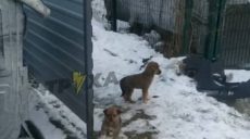 Полиция проверяет сообщение о выброшенных на мороз щенках