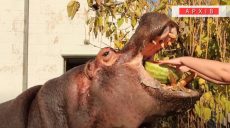 В Харьковском зоопарке покажут, как кормят бегемота и львов (видео)