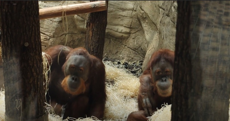 Орангутаны Флора и Жора в Харьковском зоопарке