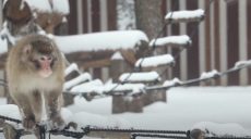 В Харьковском зоопарке показали «снежных обезьян» (фото, видео)