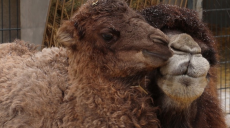 Влюбленные звери: в Харьковском зоопарке рассказали о самых крепких парах (фото, видео)