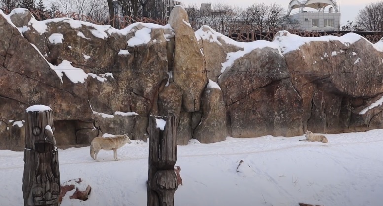 Волки Стали и Сара в Харьковском зоопарке