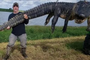 В США охотник поймал аллигатора, которому около 80 лет