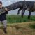 Охотник на аллигаторов из Флориды избавил жителей городка от 80-летнего поедателя домашнего скота
