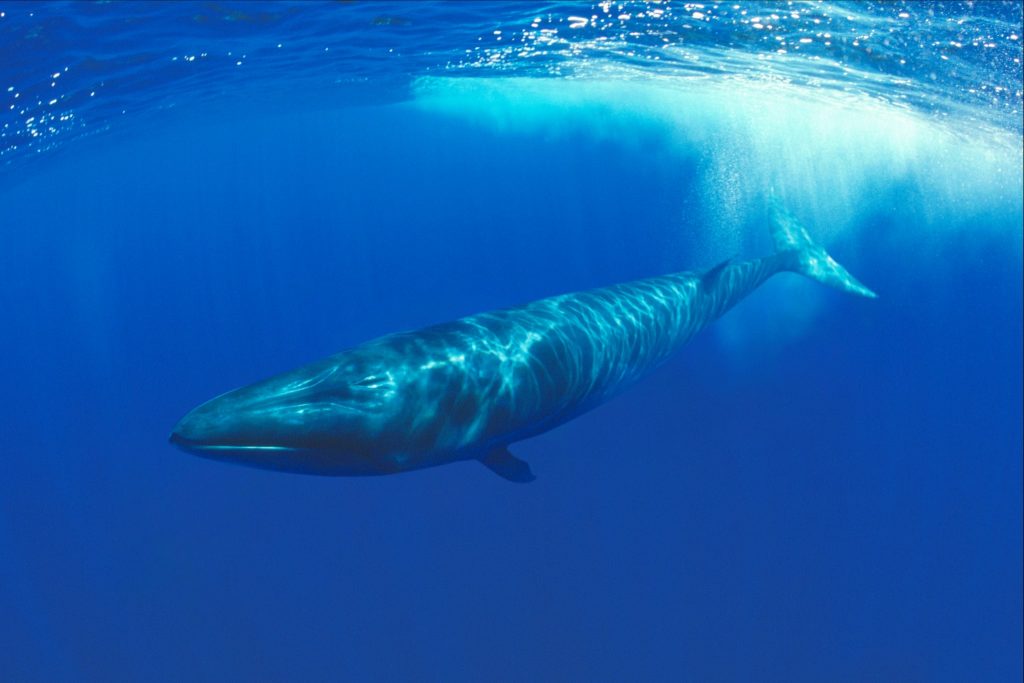 В Исландии решили прекратить китобойный промысел