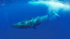 В Исландии решили прекратить китобойный промысел
