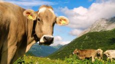В Швеции коров хотят кормить водорослями — для этого построят завод