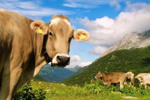 Коров будут кормить водорослями