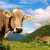 В Швеции коров хотят кормить водорослями — для этого построят завод