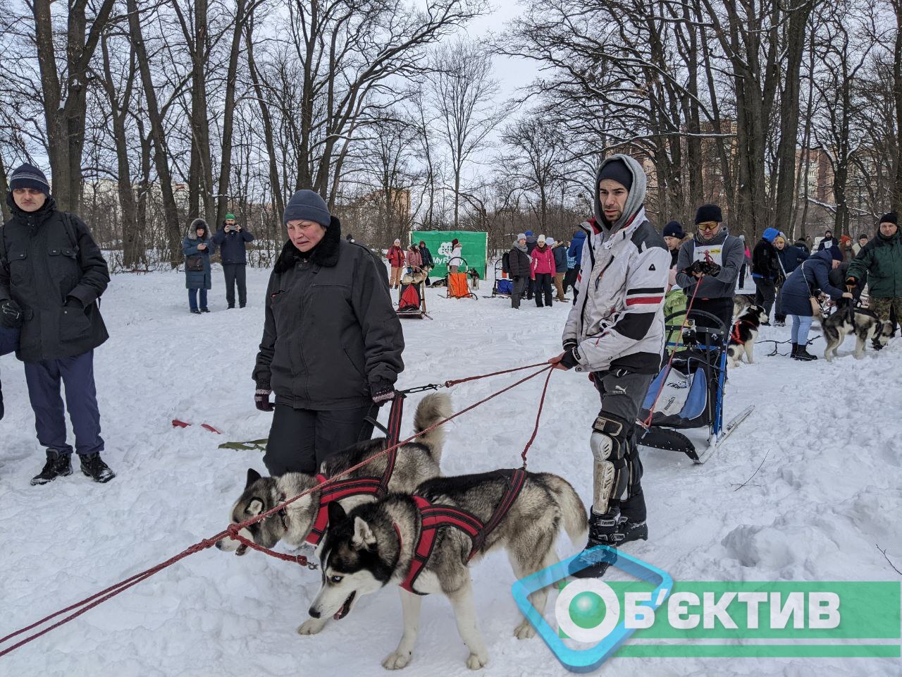 Хаски в упряжке