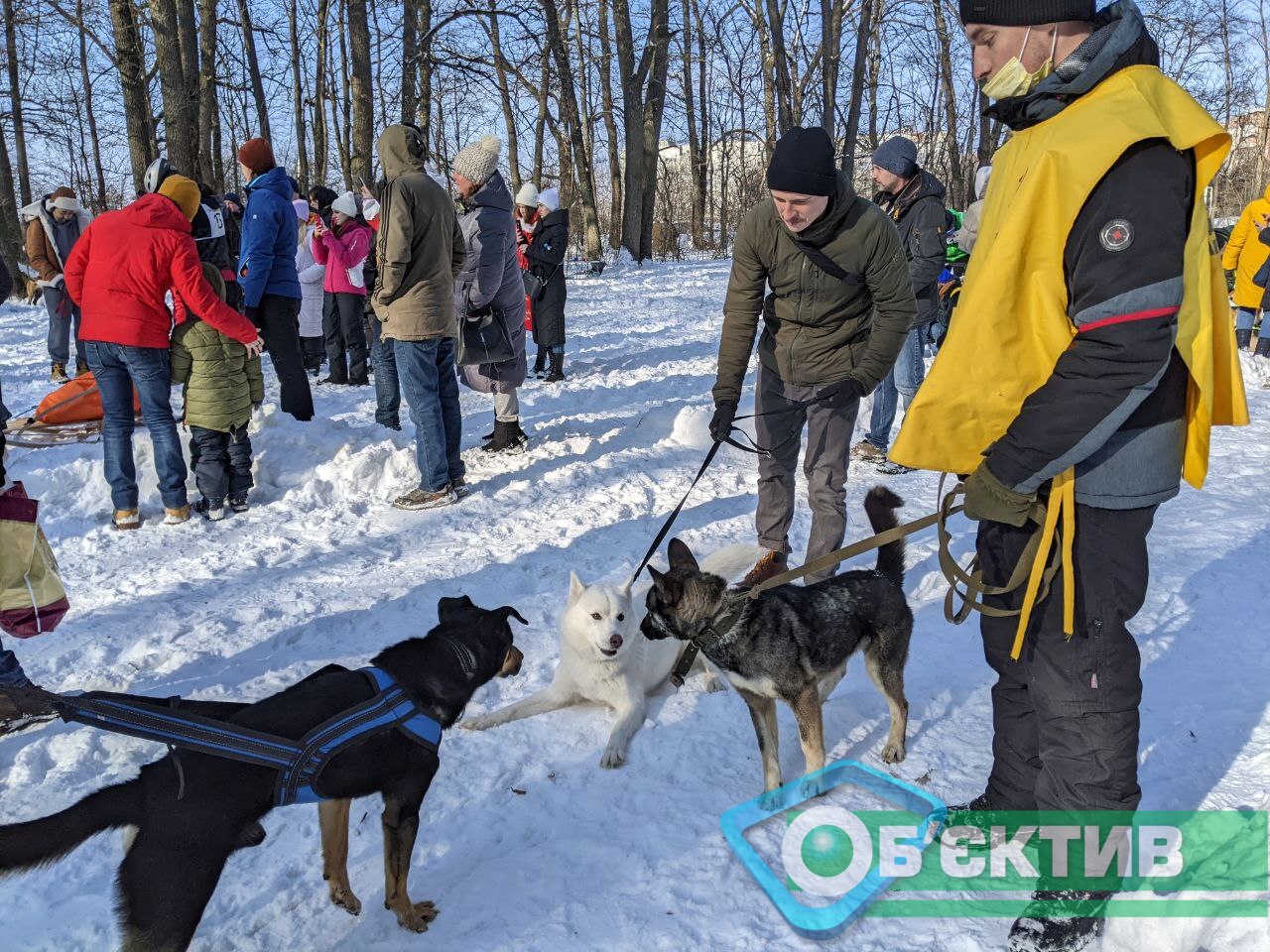 В соревнованиях ездовых собак в Харькове участвуют собаки из приюта