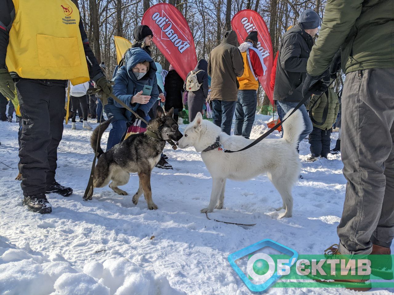 Собаки на соревнованиях в Харькове