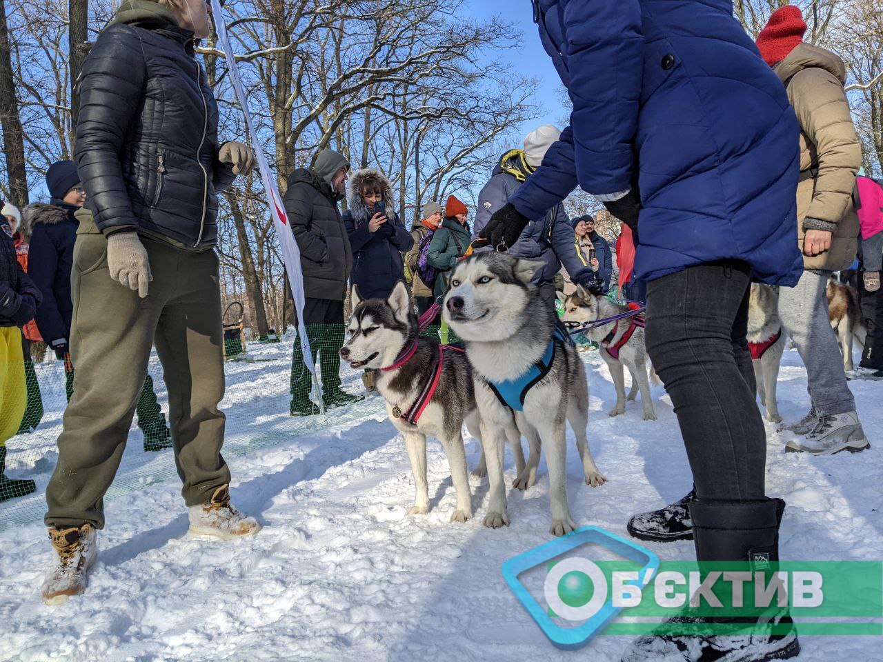 Хаски зимой