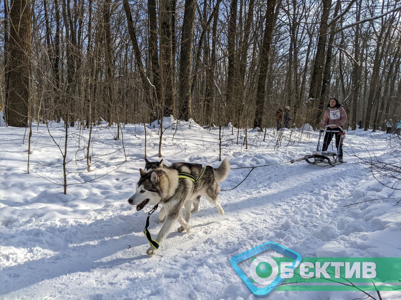В Харькове соревнуются ездовые собаки: против хаски вышли «спортсмены» из приюта для животных (фото, видео)