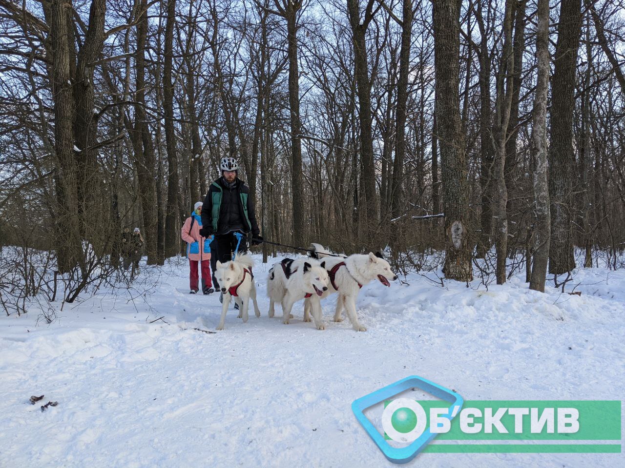 Гонки ездовых собак в Харькове