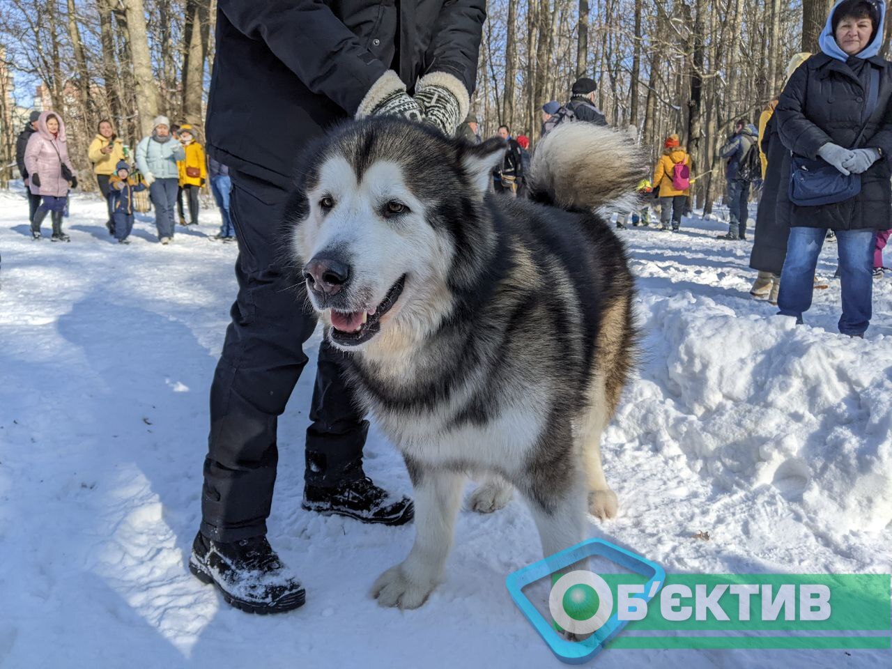 Аляскинский маламут Зевс