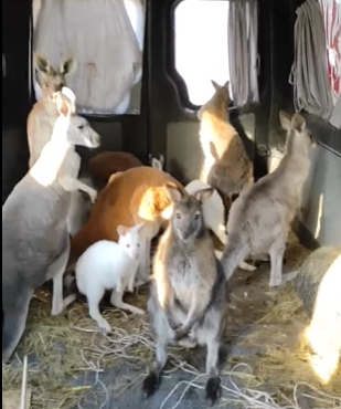 Из экопарка в Харькове эвакуировали кенгуру (видео)