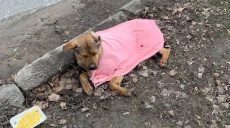 В Харькове сотрудники уголовного розыска спасли раненую собаку (фото)