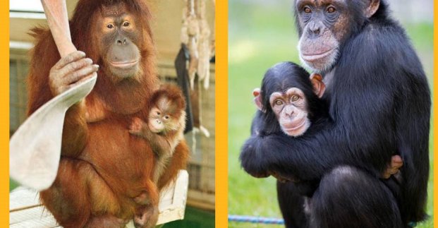 Орангутаны из экопарка «переехали» в Харьковский зоопарк