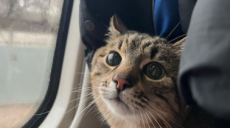 Интернет-звезда кот Степан эвакуирован из Харьков во Францию (фото)