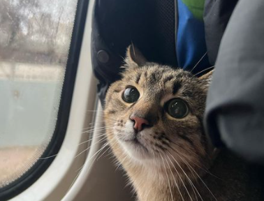Интернет-звезда кот Степан эвакуирован из Харьков во Францию (фото)